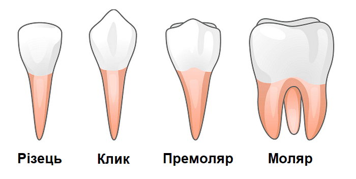 Види зубів