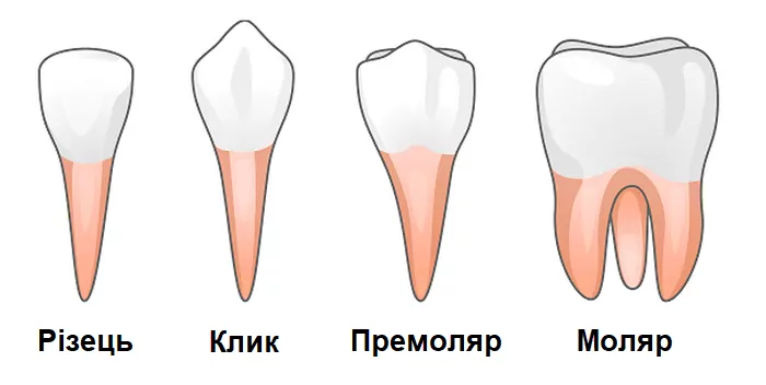 Види зубів